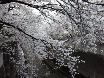 神田川の桜.JPG
